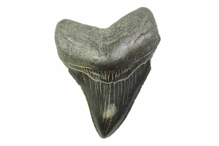 Serrated, Fossil Megalodon Tooth - South Carolina #341406
